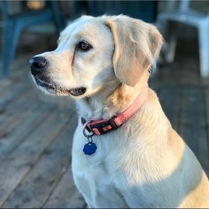 Meet your Posher, Koryn